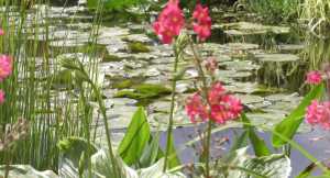 Pond plant 2024 store near me